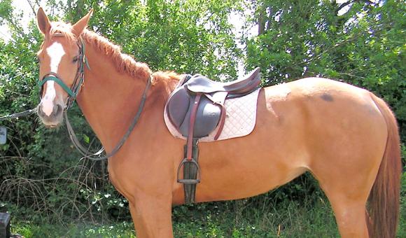 A therapeutic horse saddle 