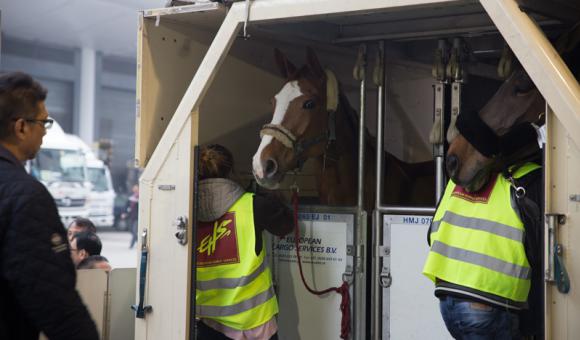 Liege Airport, from which all the European horses are leaving, is a partner of the « Longines Hong Kong Masters ». 