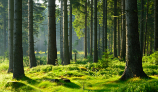 IIS VALBOWAL : "Développer la filière bois et renforcer l'attractivité de la Wallonie" © Fotolia