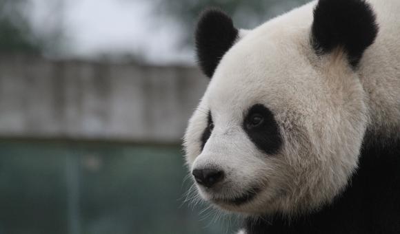 Hao Hao was named "favourite Panda in China" 2013.