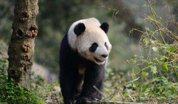 There are no more than 1,600 giant pandas left in the wild. 