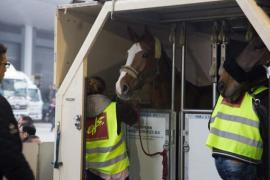 Liege Airport, d’où partent tous les chevaux européens, est partenaire du « Longines Hong Kong Masters ». 